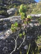 Plancia ëd Leucadendron strobilinum (L.) Druce