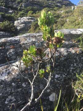 Image of Peninsula Conebush