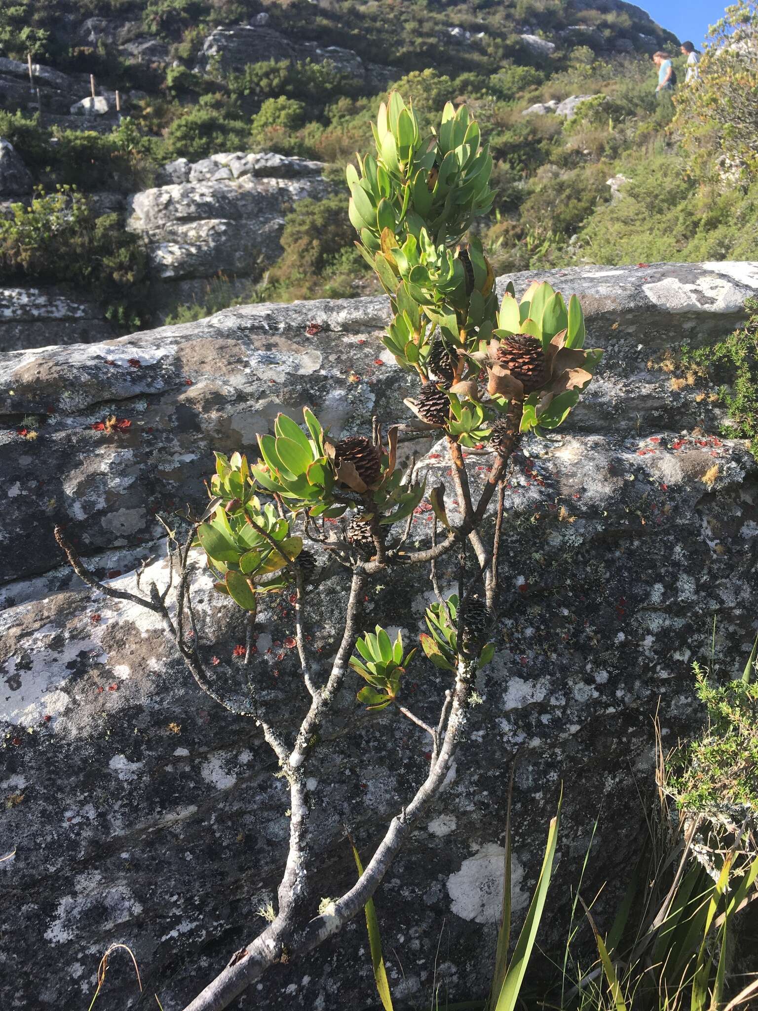 Plancia ëd Leucadendron strobilinum (L.) Druce