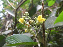 Plancia ëd Schumacheria castaneifolia Vahl