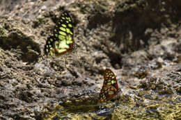 Graphium cyrnus (Boisduval 1836) resmi