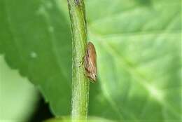 Image of Clovia bipunctata Kirby 1891