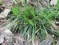 Image of Longstalk sedge