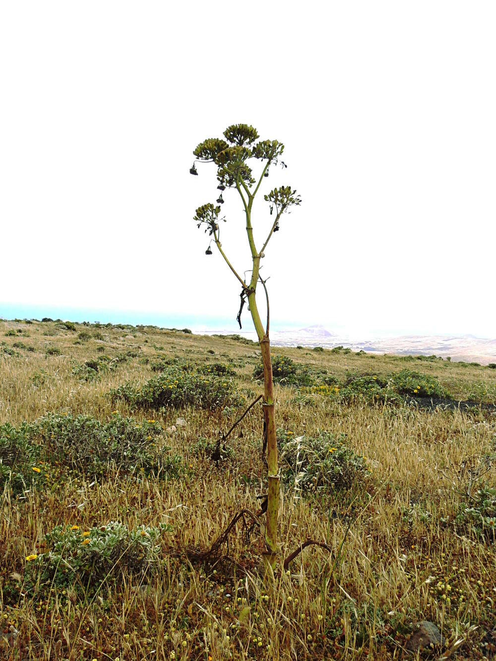 صورة Ferula lancerottensis Parl. ex Hartung