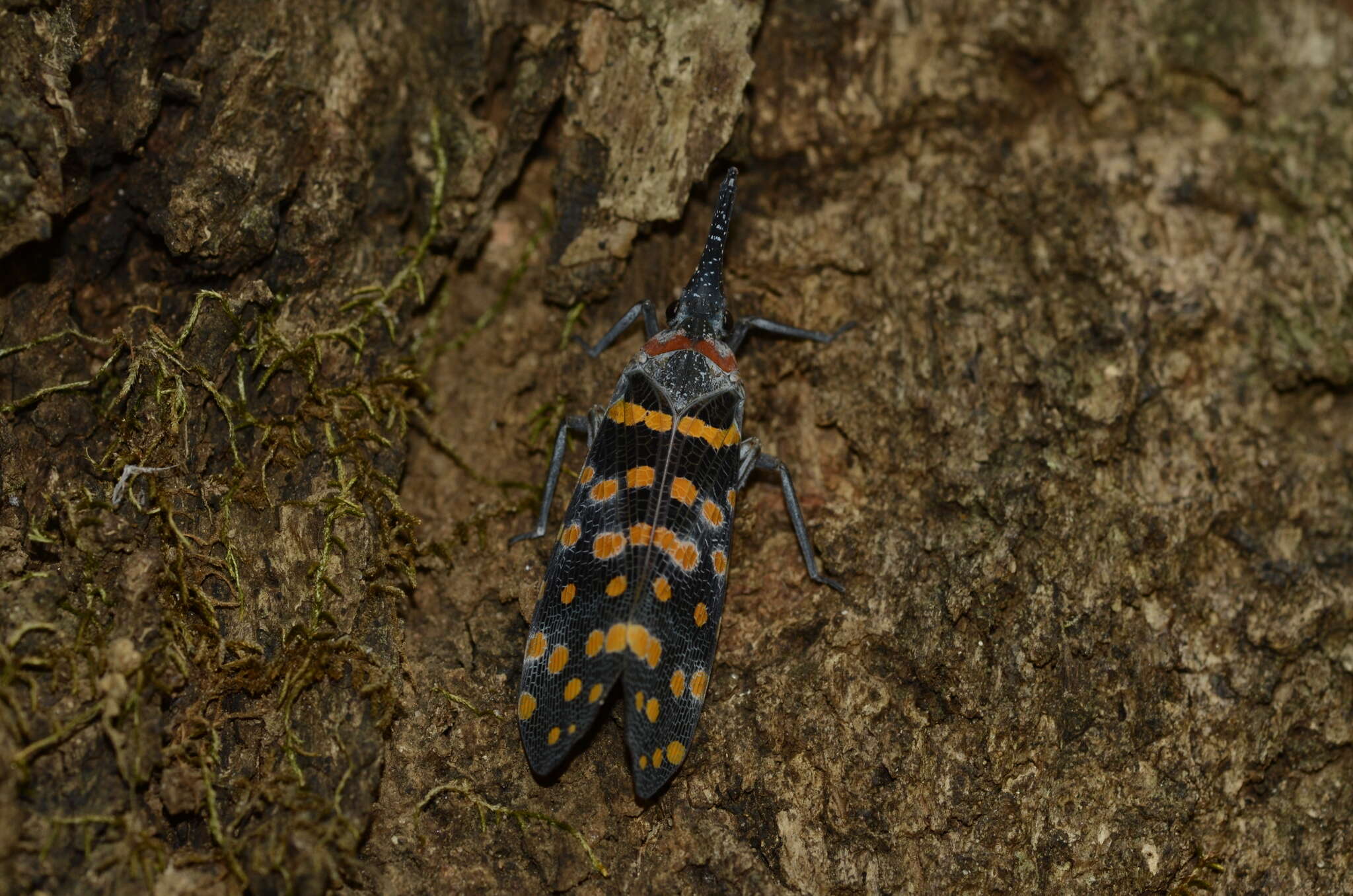 Image of Pyrops maculatus delessertii (Guérin-Méneville 1840)