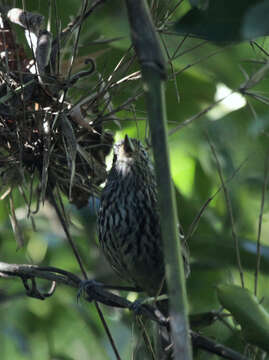 Image of Dusky-tailed Antbird