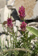 Image of Castilleja rhexifolia Rydb.