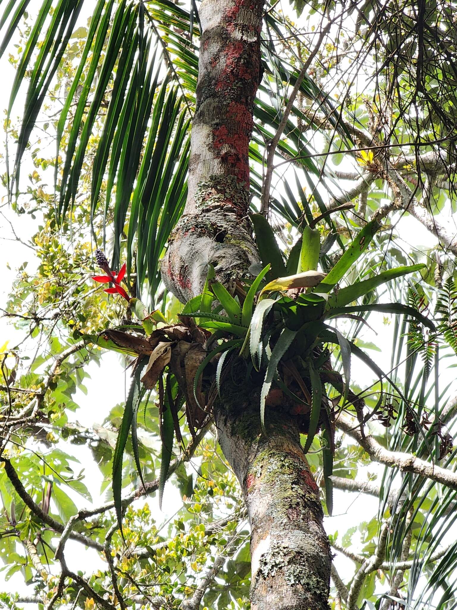 Aechmea triangularis L. B. Sm.的圖片