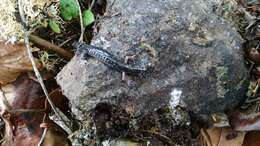 Image of Klamath Black Salamander