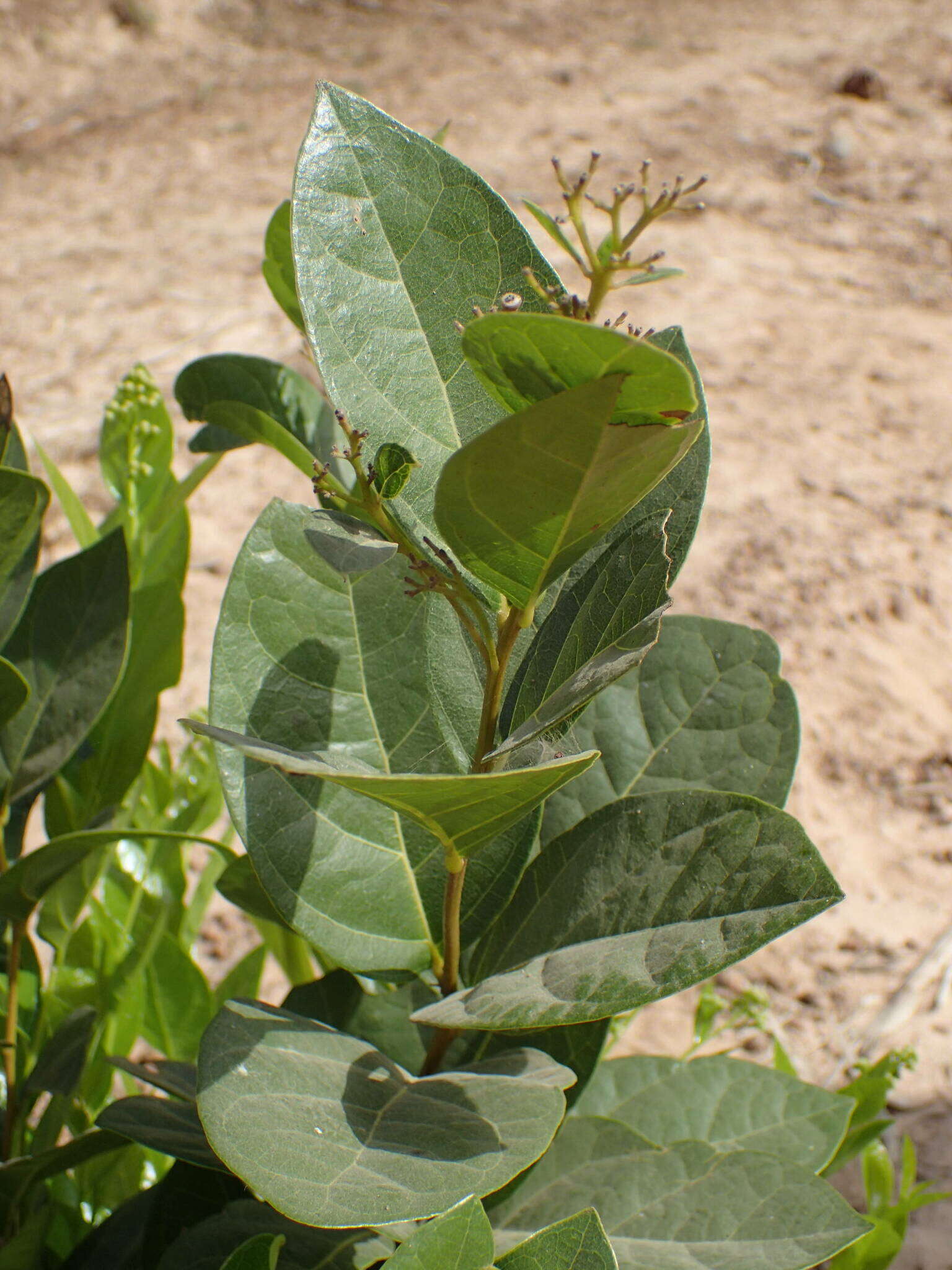 Image of false yam