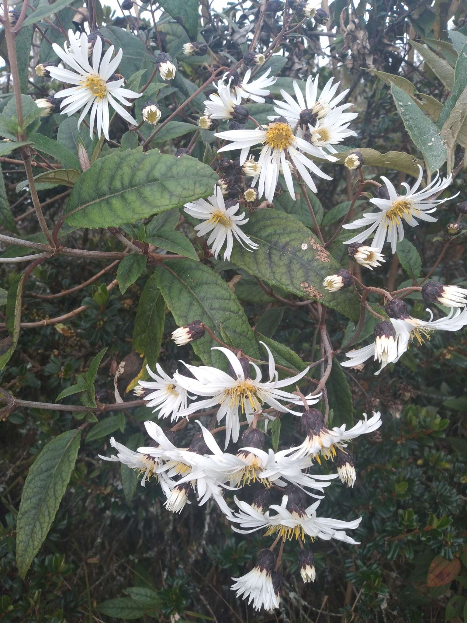 Image of Munnozia foliosa Rusby