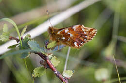 Image of cranberry fritillary