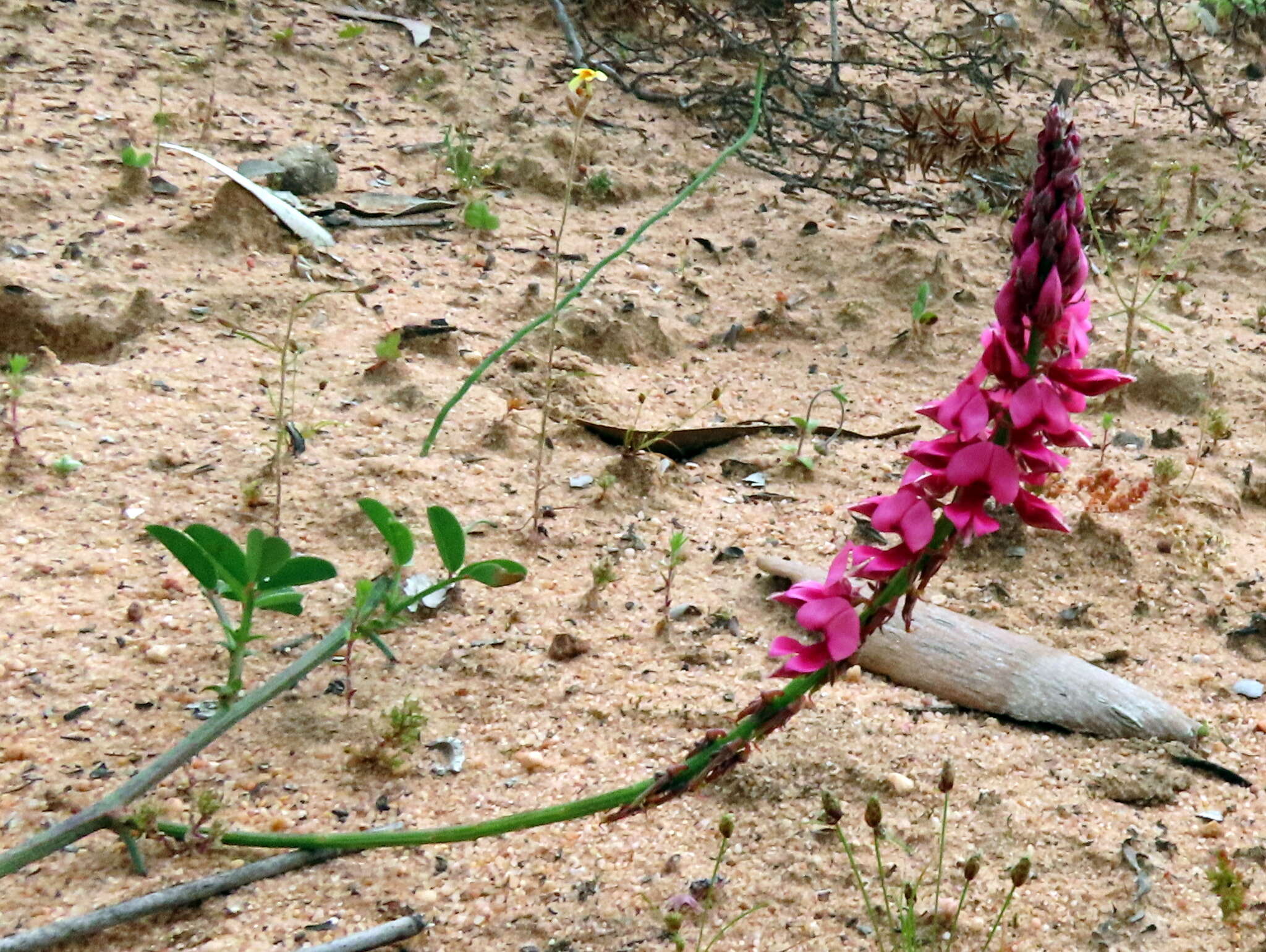 Image de Indigofera amoena Aiton