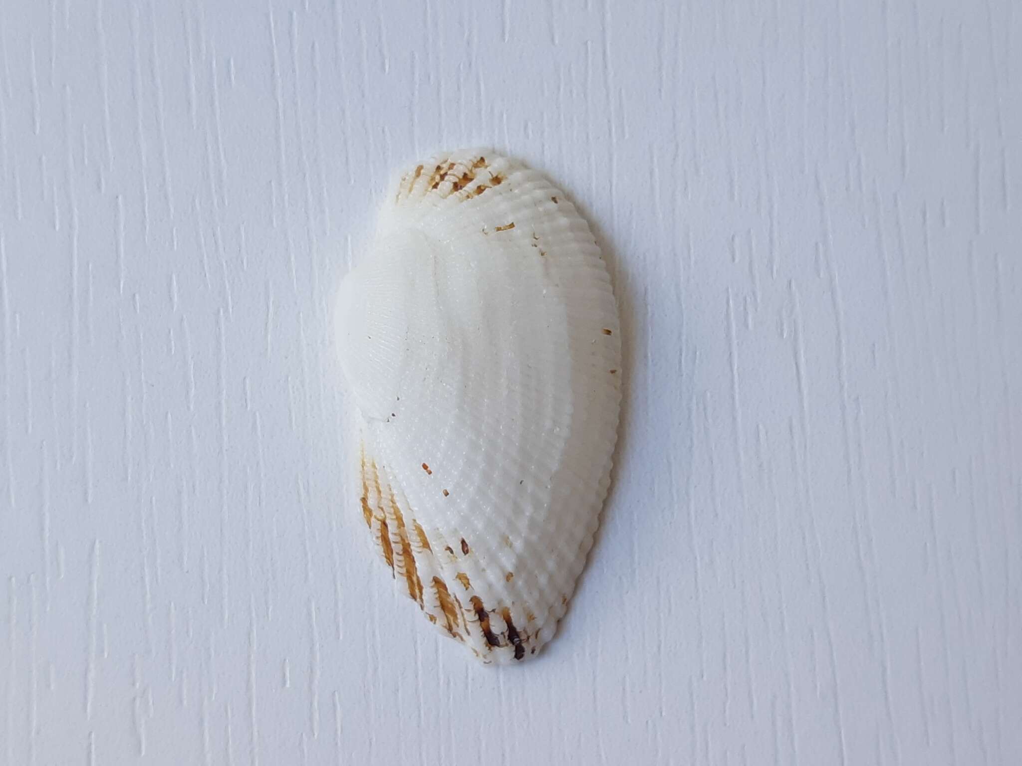 Image of white-beard ark shell