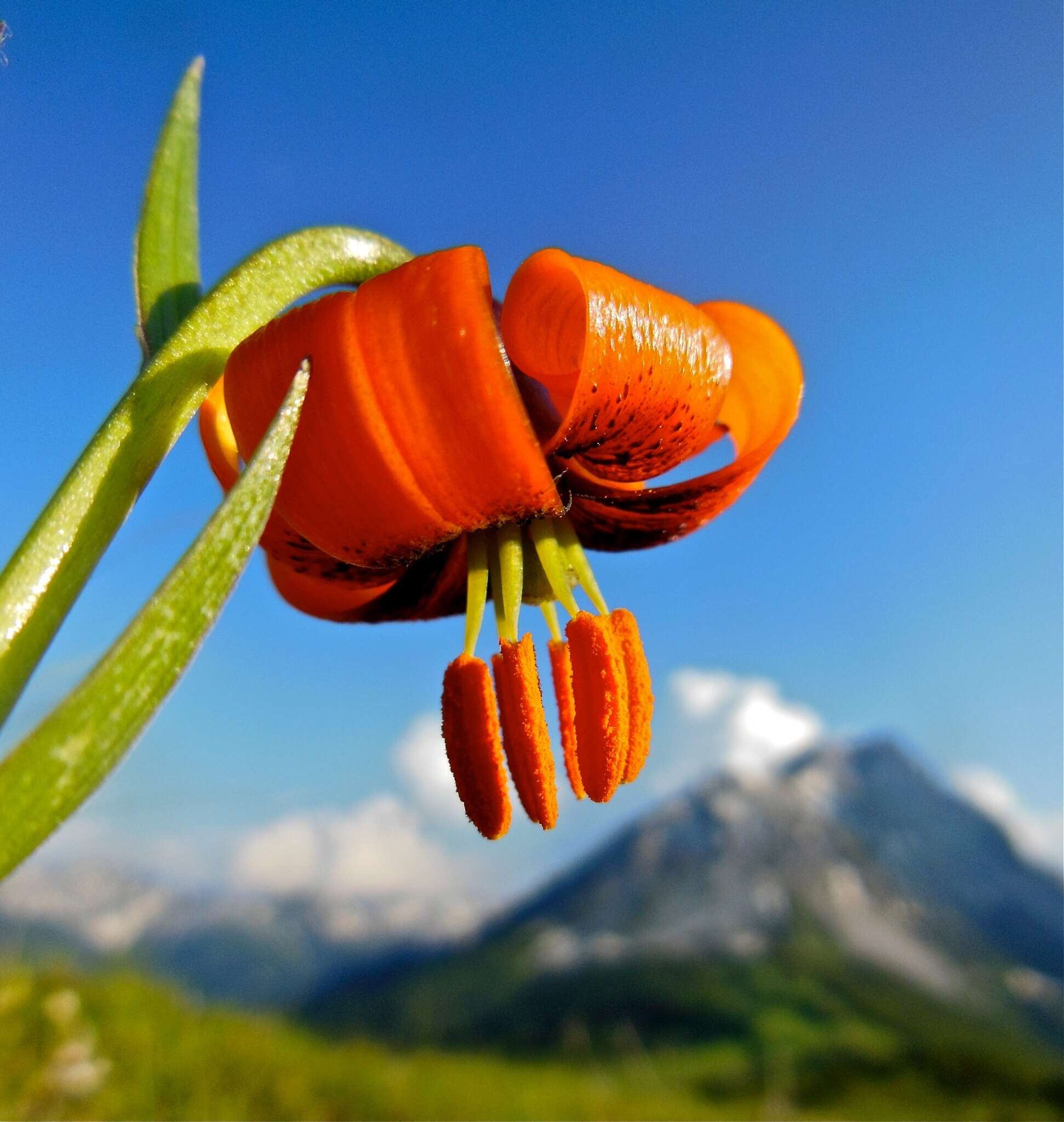 Image of Lilium albanicum Griseb.