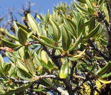 Plancia ëd Cercocarpus ledifolius Nutt.