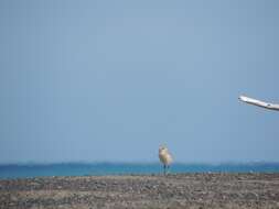 Charadrius obscurus aquilonius Dowding 1994 resmi