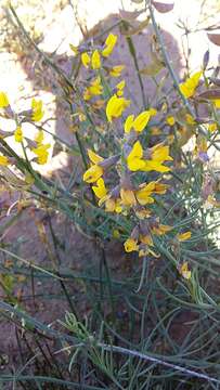 Image of Lebeckia plukenetiana E. Mey.