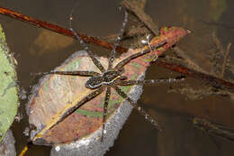 Image of Dolomedes briangreenei Raven & Hebron 2018