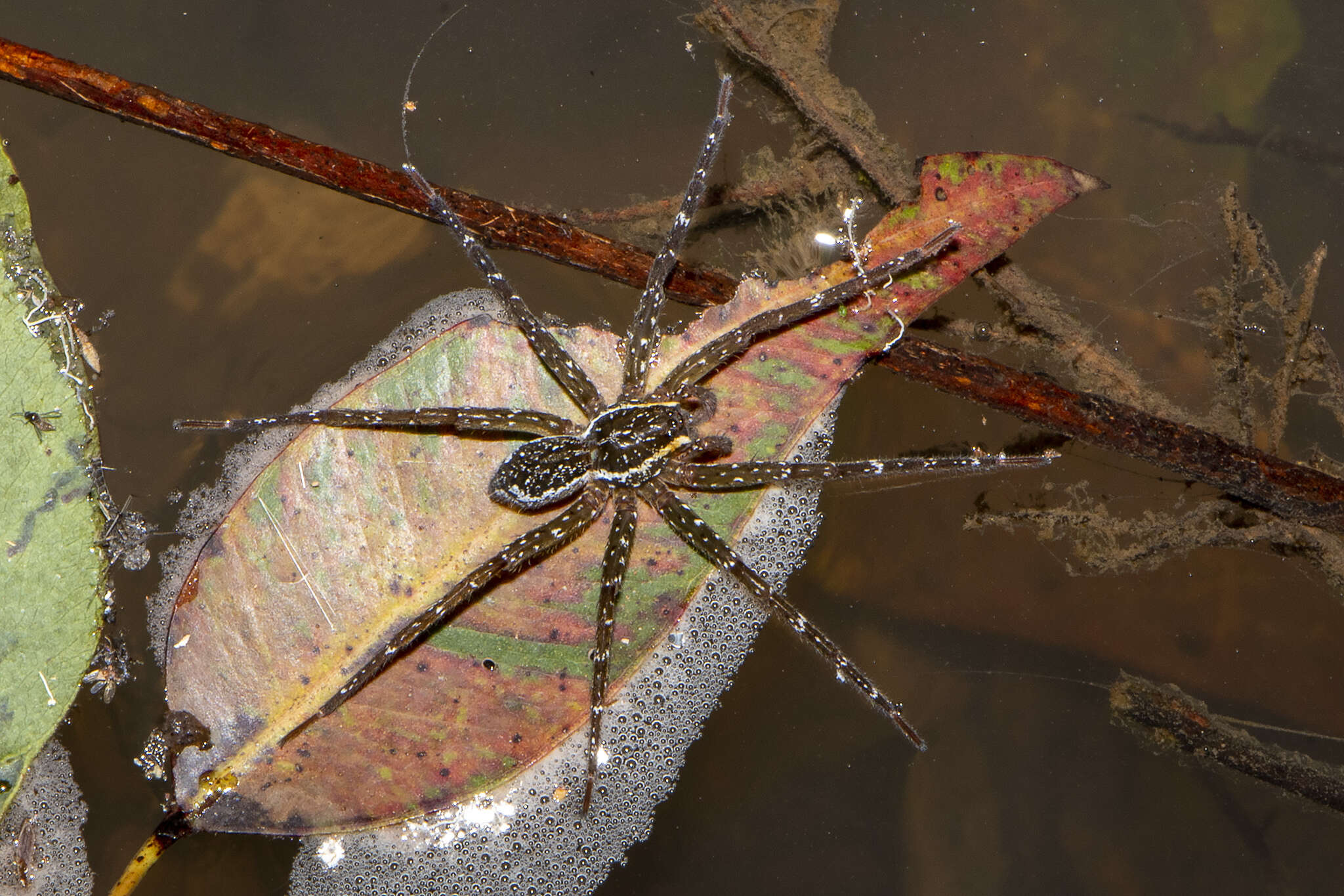 Слика од Dolomedes briangreenei Raven & Hebron 2018