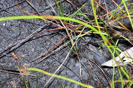 Image of Xyris juncea R. Br.