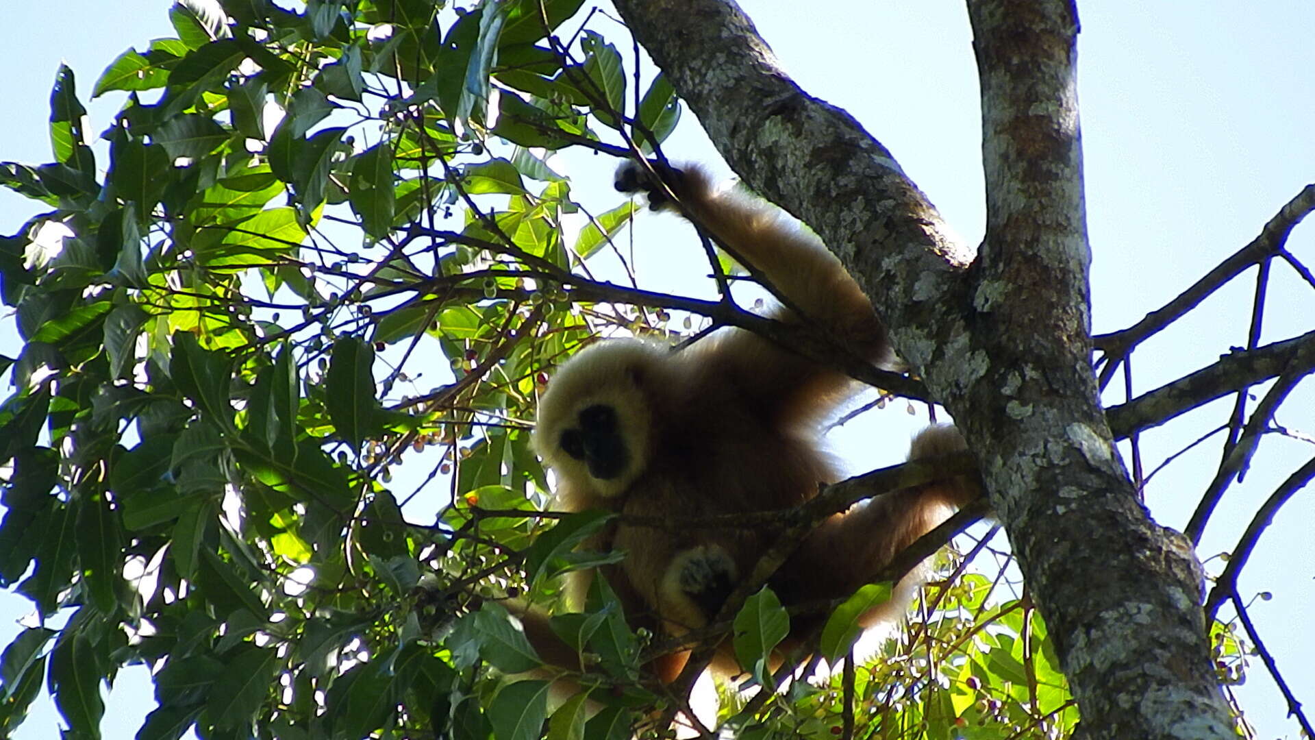 Image of White-handed Gibbon