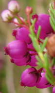 Image of Erica multumbellifera Tausch