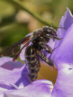 Plancia ëd Xylocopa fimbriata Fabricius 1804