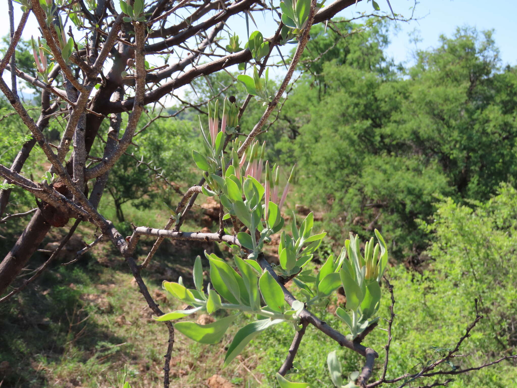 Image de Agelanthus natalitius (Meissn.) R. M. Polhill & D. Wiens