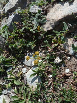 Image of Bupleurum ranunculoides L.