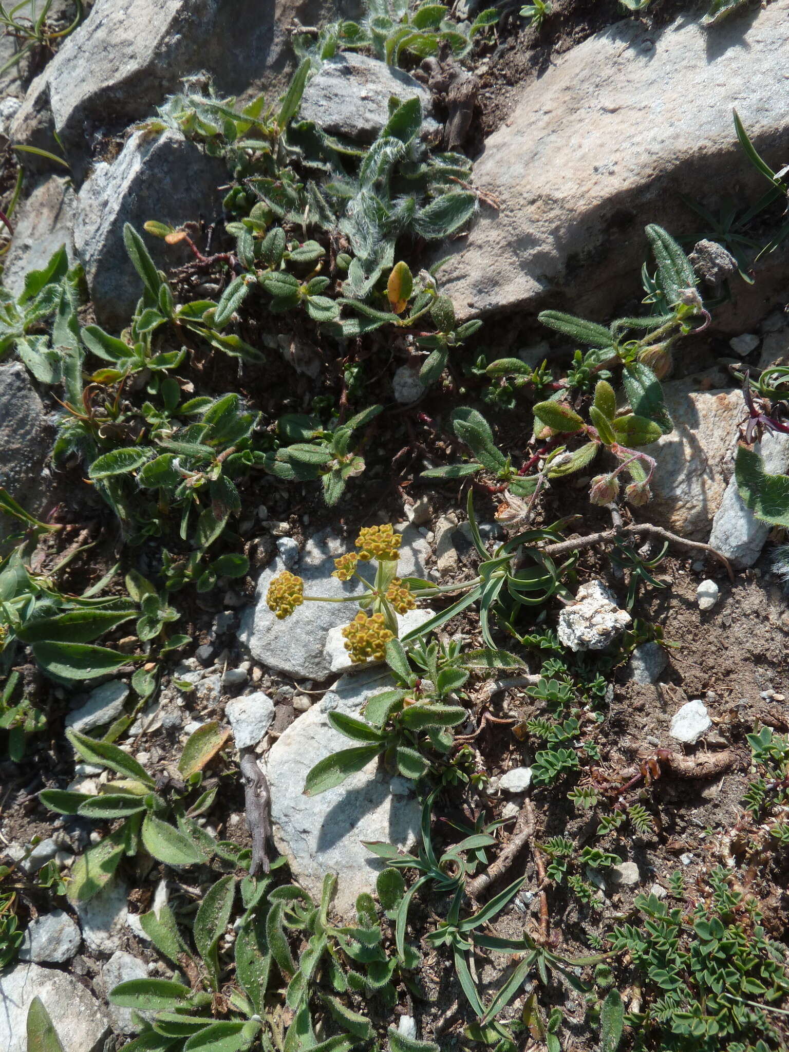 Sivun Bupleurum ranunculoides L. kuva