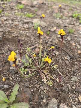 Plancia ëd Linaria amethystea subsp. multipunctata (Brot.) Chater & D. A. Webb