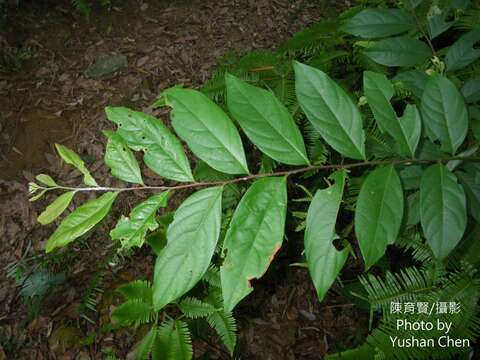 Image of Phyllanthus meghalayensis Chakrab. & N. P. Balakr.