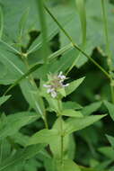 Image of Hairy Hedge-Nettle