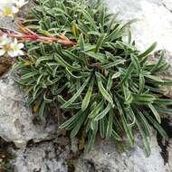 Sivun Saxifraga callosa Sm. kuva