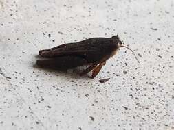 Image of Black-sided Pygmy Grasshopper
