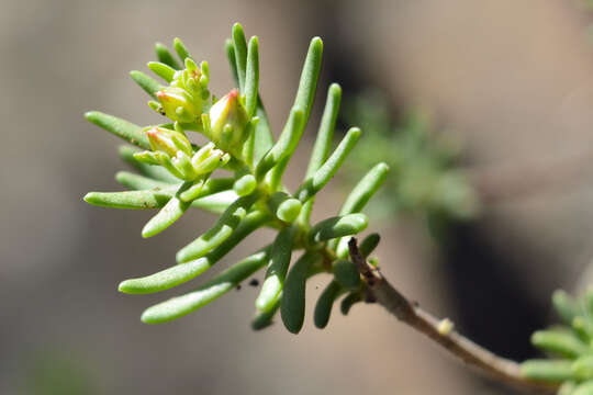 Image de Sedum bourgaei Hemsl.