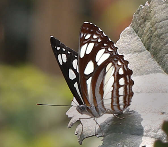 Слика од Phaedyma columella nilgirica Moore 1888