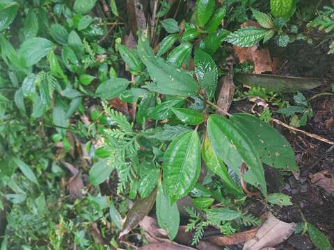 Image of Pilea somae Hayata