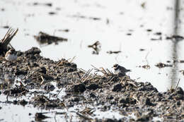 Image de Charadrius dubius curonicus Gmelin & JF 1789