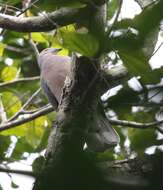 Image of Ring-tailed Pigeon