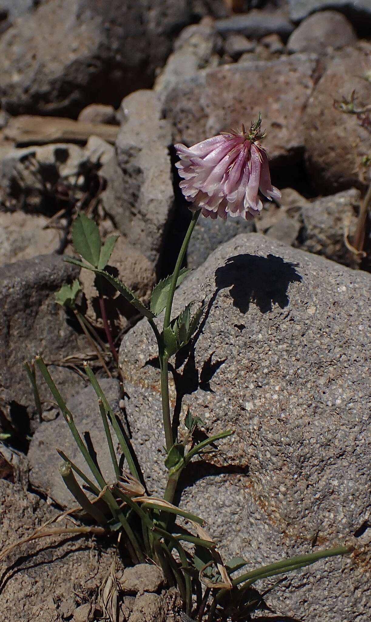 Image de Trifolium kingii subsp. productum (Greene) D. Heller