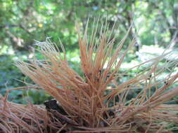 Image of Angel hair coral