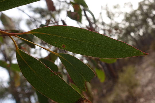 Image of broadleaf peppermint gum