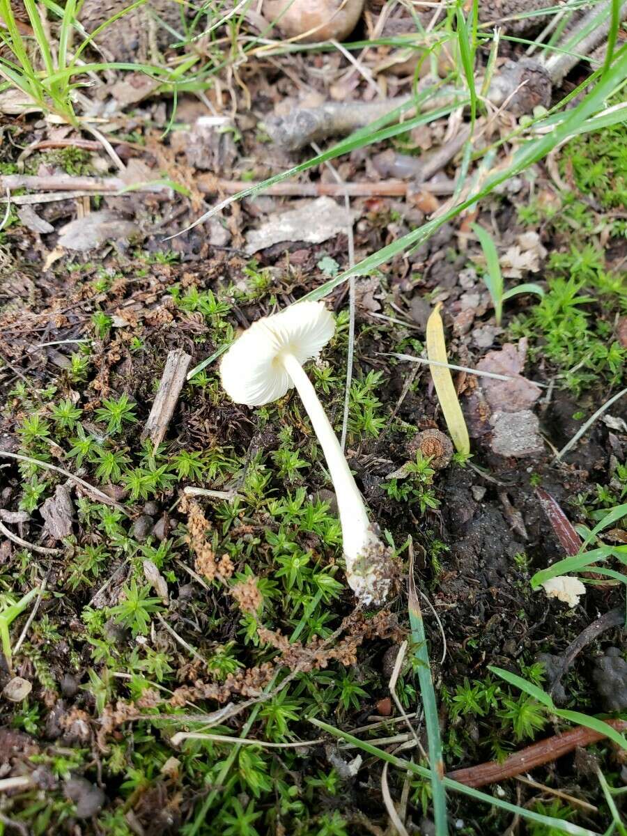 Image of Leucocoprinus flavescens (Morgan) H. V. Sm. 1981