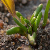 Plancia ëd Moraea angulata Goldblatt