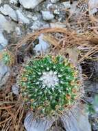 Image of Mammillaria melanocentra subsp. rubrograndis (Repp. & A. B. Lau) D. R. Hunt