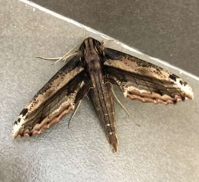 Image de Xylophanes guianensis (Rothschild 1894)