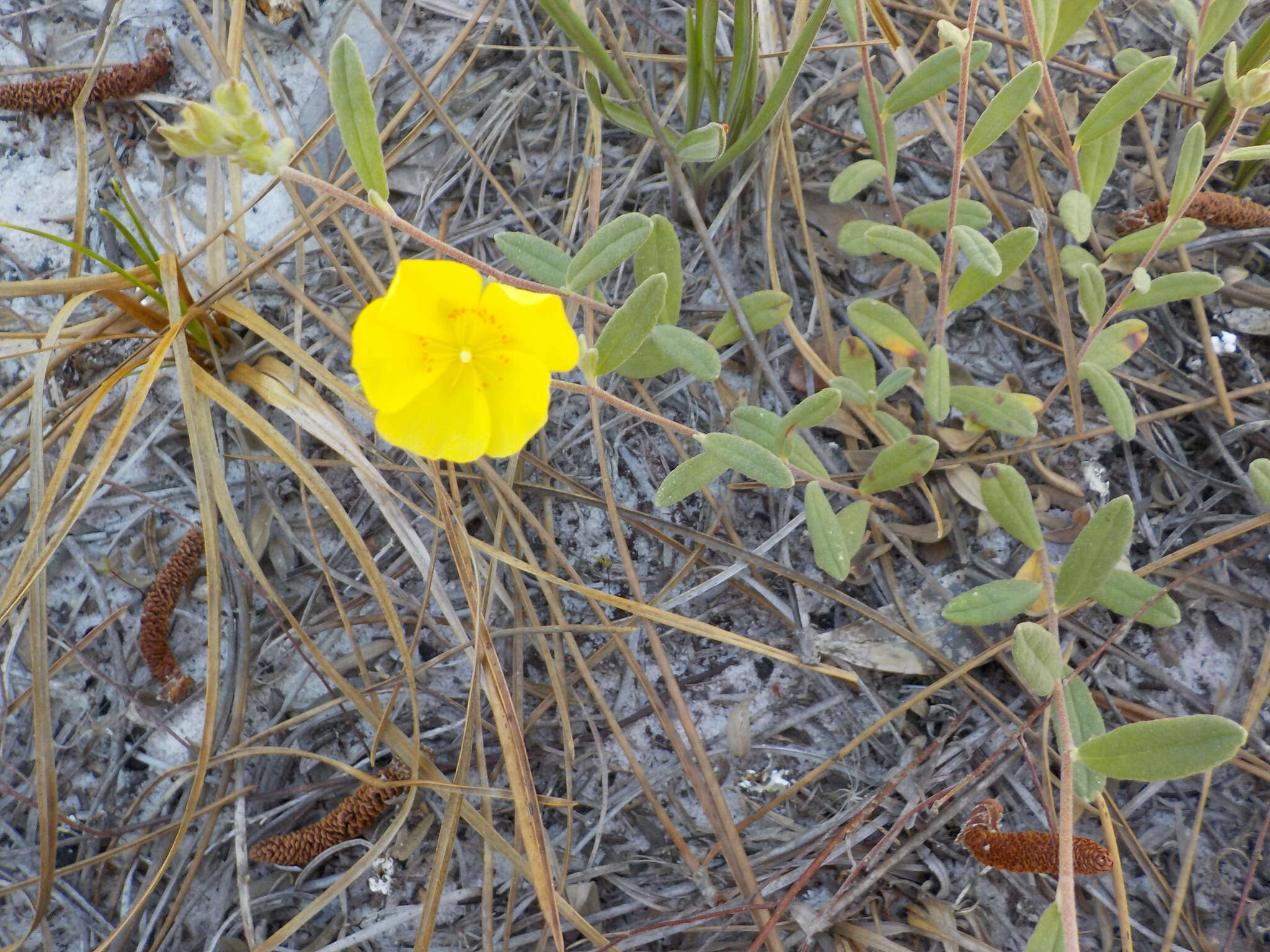 Image of coastal sand frostweed