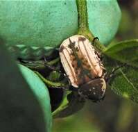 Image of Elaphinis (Micrelaphinis) irrorata (Fabricius 1798)